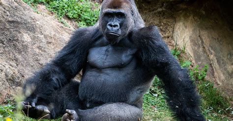 What is a Gorilla's Bite Force? - AZ Animals