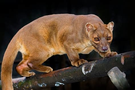 Fossa | San Diego Zoo Animals & Plants