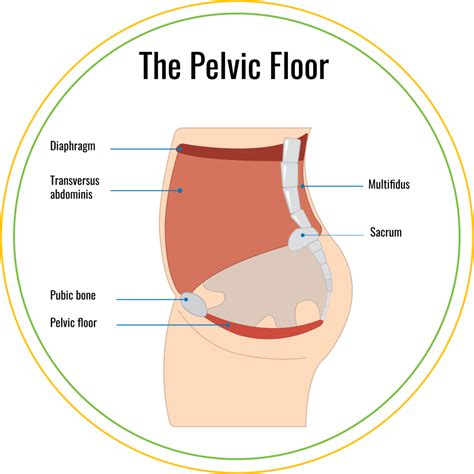 PHYXIT Physio and Injury Clinic | WOMEN’S HEALTH – The pelvic floor and ...