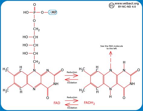 Nadp Structure