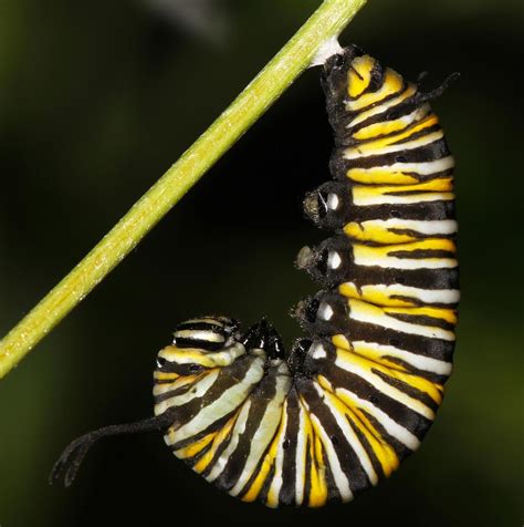 chrysalis monarch | All of Nature: Monarch Caterpillar Changes to ...