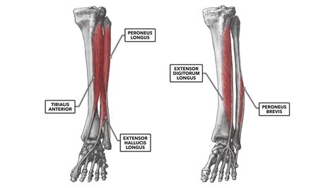 CrossFit | Ankle Musculature, Part 2: Anterior and Lateral Muscles