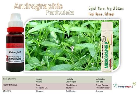 Andrographis Paniculata popularly known as Kalmegh finds wide medicinal ...