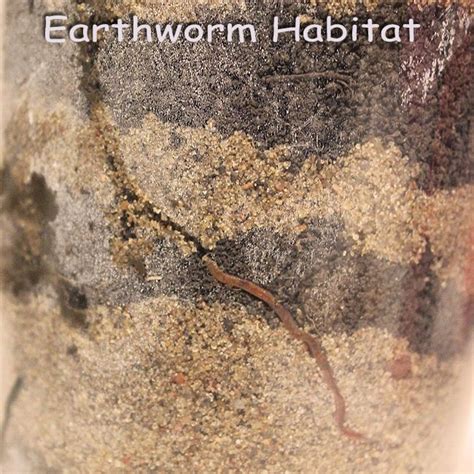 DIY Earthworm Habitat - We Made That | Science for kids, Fun science ...