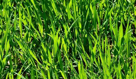 Rye Grass: A Guide for Ryegrass Care – Gardendi