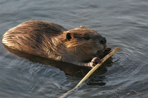 beavers