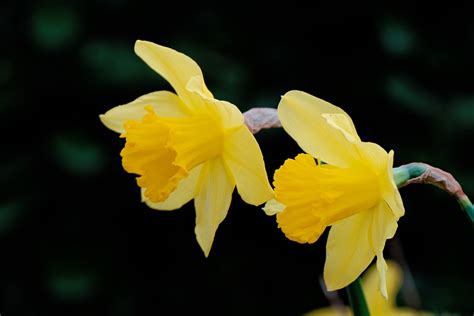 Yellow Daffodils Free Stock Photo - Public Domain Pictures