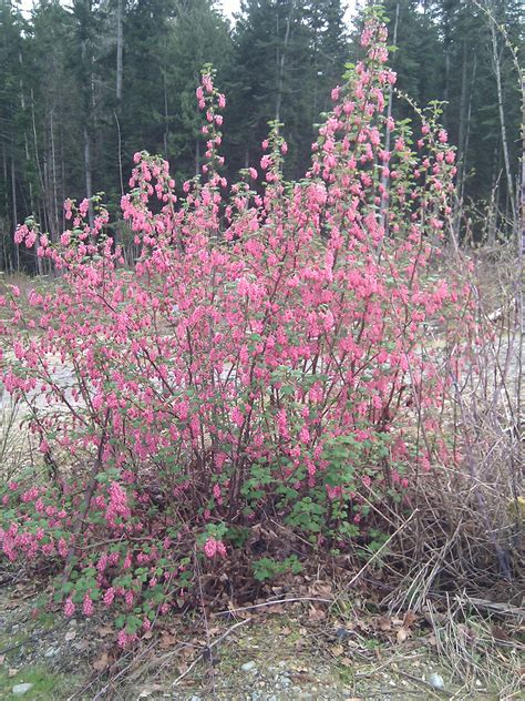 wild red flowering currant - The British Columbia Food History Network