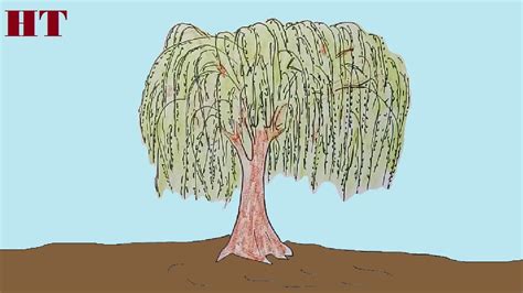 Willow Tree Drawing