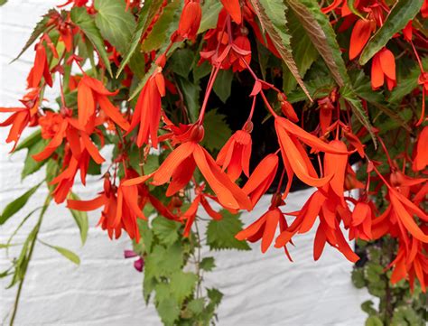 Begonia Boliviensis Guide: How to Grow & Care for 'Bolivian Begonia'