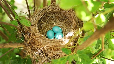 How to Identify Wild Bird Eggs by Texture, Color and more!