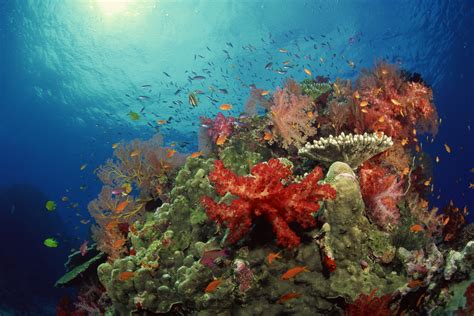 Characteristics of Coral Reefs | Animals - mom.me