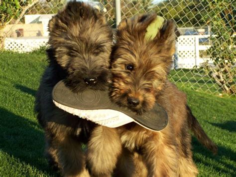 Briard Dog Info, Temperament, Care, Training, Puppies, Pictures