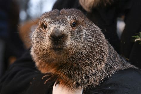 Groundhog Day 2023 Predictions: What are Punxsutawney Phil's ...