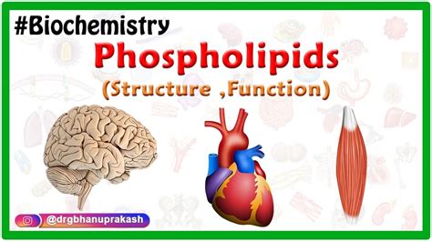 Phospholipids Structure ,Function , Types - Animation ( Medical ...