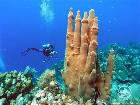 8 Interesting Facts About Diving in Roatan - Fly & Sea Dive Adventures