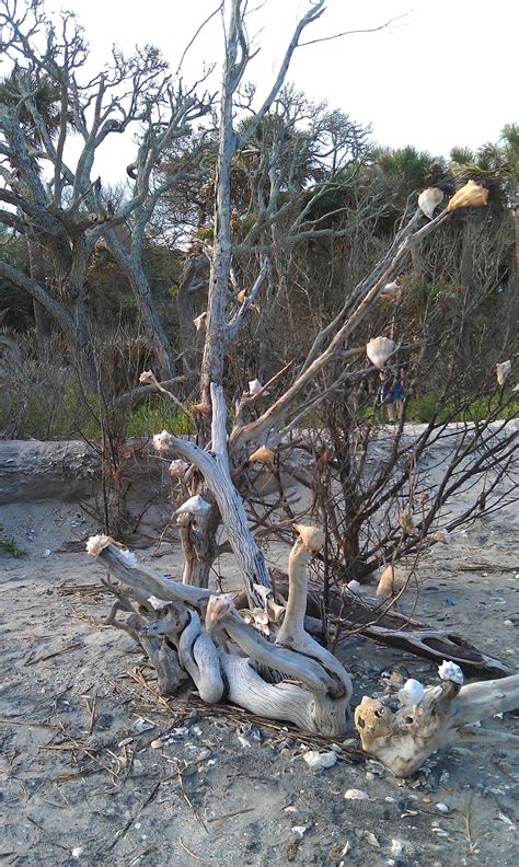 Botany Bay, near Edisto, SC Pristine beach, lots of shells, trees ...