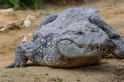 Crocodile Teeth: Everything You Need to Know - A-Z Animals