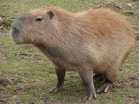 Capybara