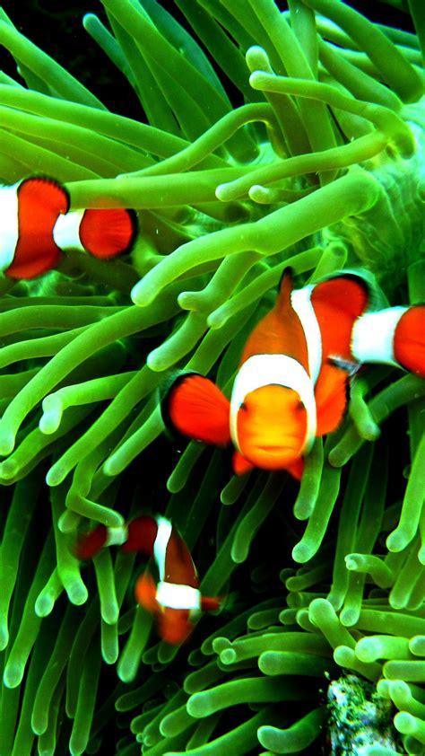 Clownfish Android Wallpapers - Wallpaper Cave