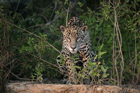 The wildlife lover’s bucket list | Condé Nast Traveller India ...