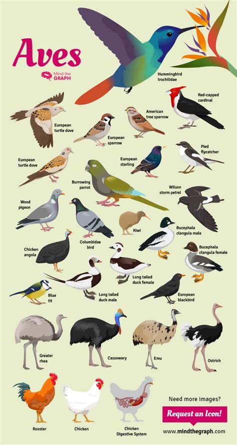 Aves Animals