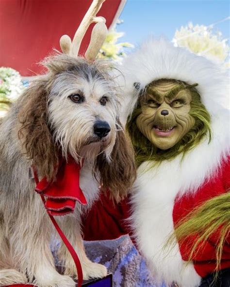 What kind of dog is Max Grinch? - Furry Folly