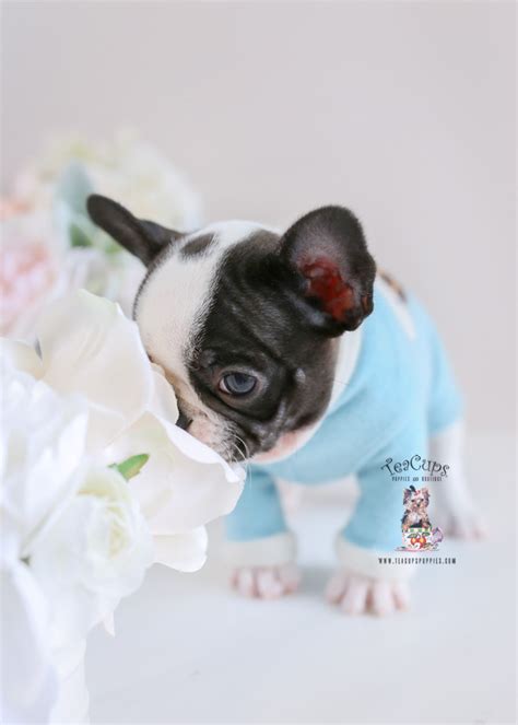 Frenchie French Bulldog For Sale | Teacup Puppies & Boutique