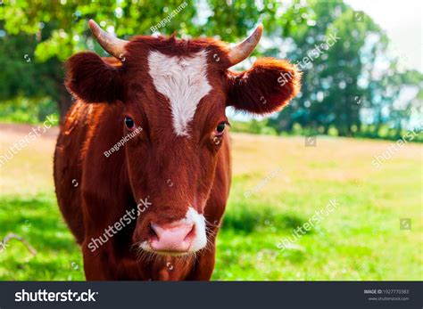 Red Cow White Spot On Her Stock Photo 1927770383 | Shutterstock