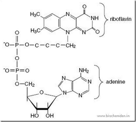 Bio Gallery: Flavin Adenosine Dinucleotide (FAD) Structure