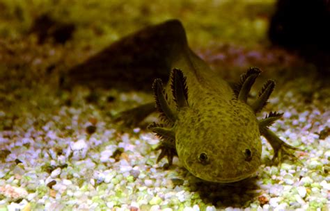 Axolotl Facts for Kids | Axolotls Information | Animal Fact Guide