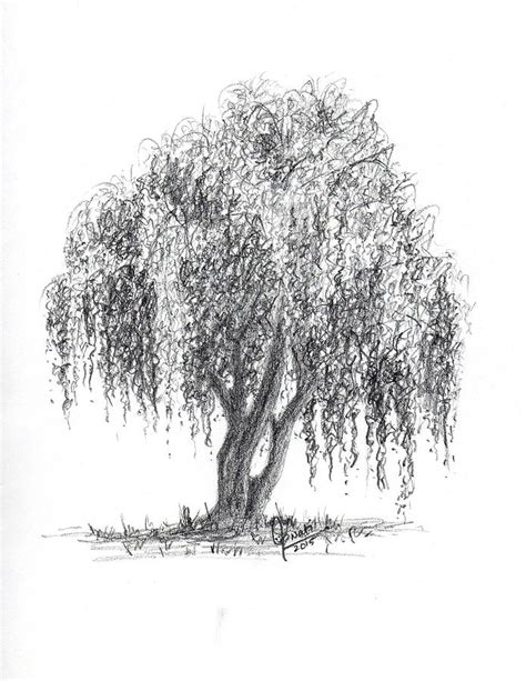 Pencil Drawing Of A Willow Tree