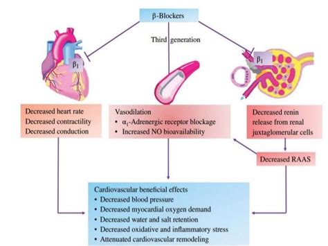 beta 1 adrenergic receptors - Google Search | Adrenergic receptors ...