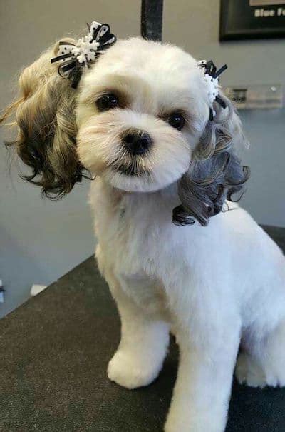 15 Maltese Haircuts & Hairstyles: White, Fluffy, and Looking Fabulous!