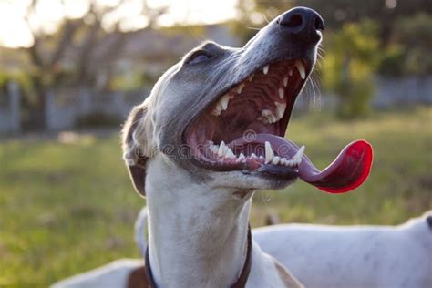 Dog Panting stock photo. Image of exhausted, breath, hound - 24551884