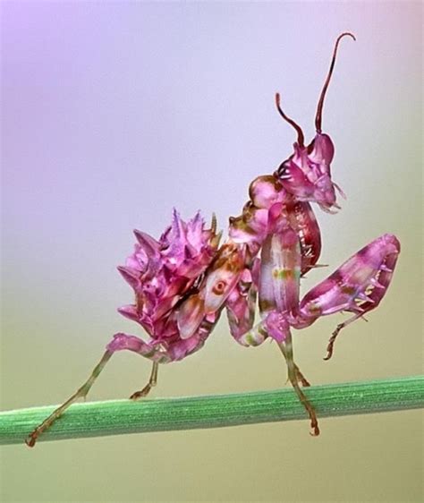 Orchid praying mantis | Beautiful bugs, Orchid mantis, Insects