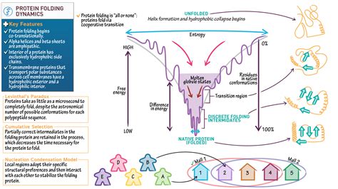 Biochemistry: Protein Folding Dynamics | Draw It to Know It