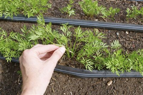 How to Plant Carrot Seeds