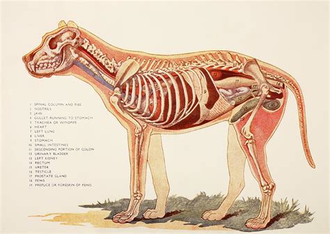 Internal Organs Of A Male Dog. From Photograph by Ken Welsh - Pixels