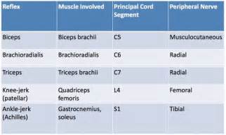 Myotatic Reflexes- Deep Tendon Reflexes | Reflexes, Healthcare careers ...