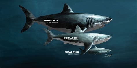 Cooper River - Diving for Megalodon Shark Fossils | Megalodon shark ...