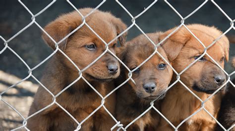 Petition · Help the RSPCA ban Puppy Farms - Australia · Change.org