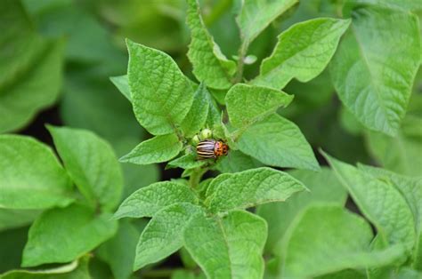 Benefits of Natural Pest control | Pest Exterminators