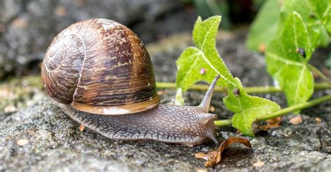 Snail Predators: What Eats Snails? - A-Z Animals