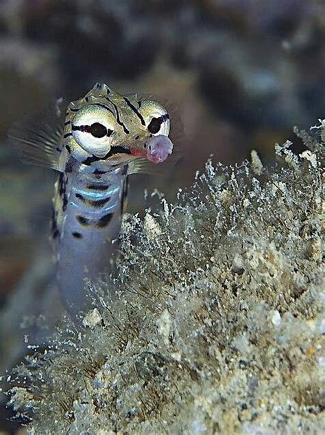 PIPEFISH: THE ULTIMATE CARE, DIET, HABITAT AND SPECIES GUIDE | FISH ...