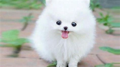 Teacup Pomeranian | Cute dogs, Cute fluffy dogs, Pomeranian puppy teacup