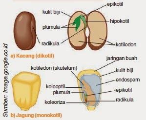 Fungsi Bagian-Bagian Biji Tumbuhan Dikotil dan Monokotil