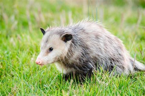 Best Possum Poison - WildlifeRemoval.com