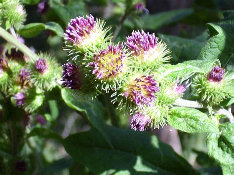 Xanthium (Cocklebur)...pertinacity, rudeness | Kleur verven, Kleuren