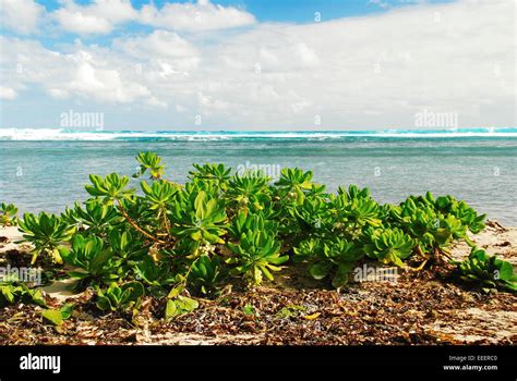 Beach plants growing on the sand with colorful aquamarine Caribbean sea ...